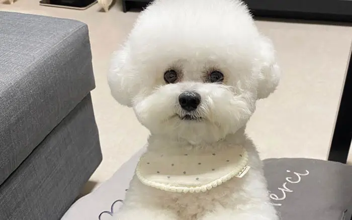 The 12 Fluffiest Dogs Ever! 2 The 12 Fluffiest Dogs Ever! 1