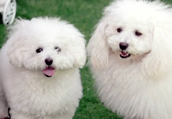 The 12 Fluffiest Dogs Ever! 3 fluffiest-dogs-bolognese