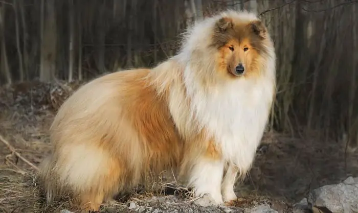 The 12 Fluffiest Dogs Ever! 4 fluffiest-dogs-collie