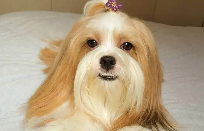 The 12 Fluffiest Dogs Ever! 6 fluffiest-dogs-lhasa-apso