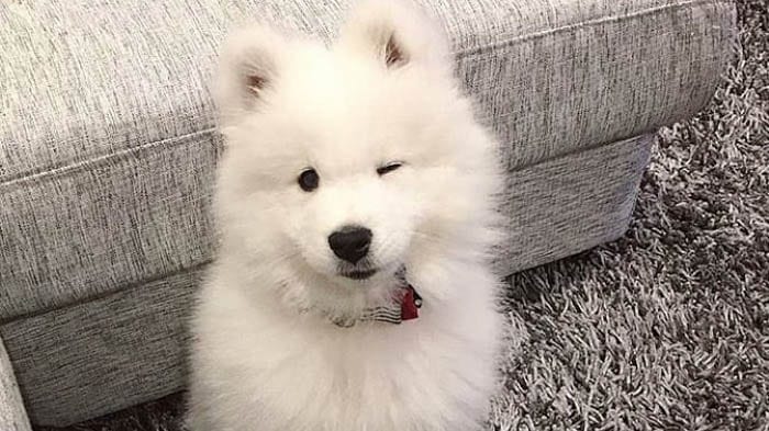 fluffiest-dogs-samoyed