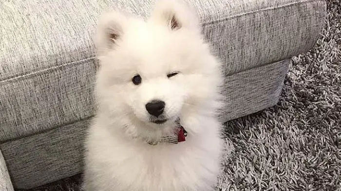 The 12 Fluffiest Dogs Ever! 11 fluffiest-dogs-samoyed