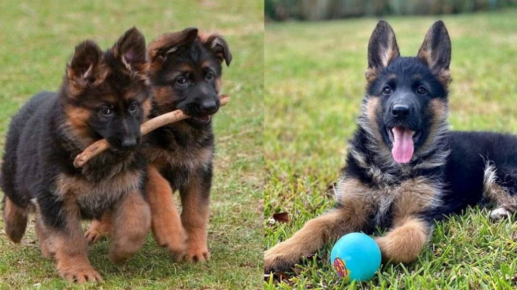 how-smart-are-german-shepherds