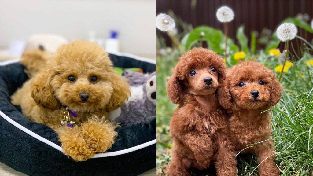 how-smart-are-poodles