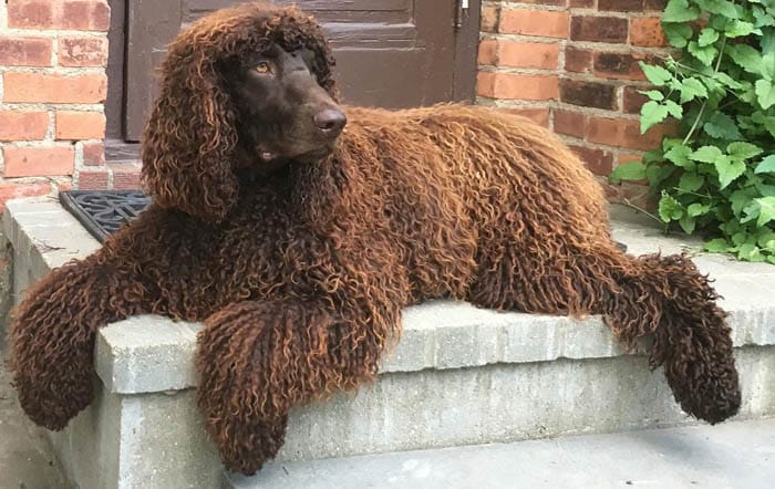 irish-water-spaniel-hypoallergenic-dog-breeds