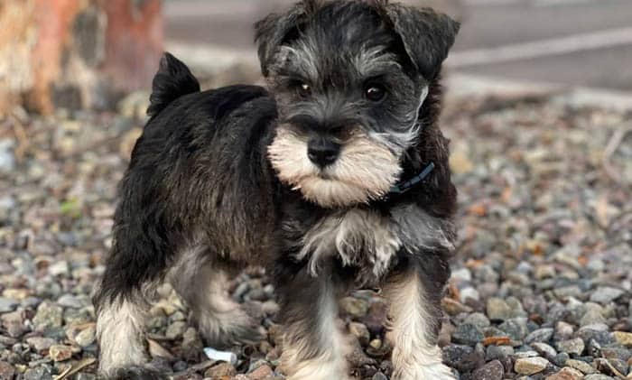 schnauzer-hypoallergenic-dogs