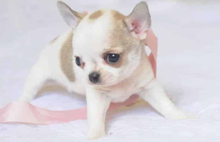 teacup-chihuahua-puppy