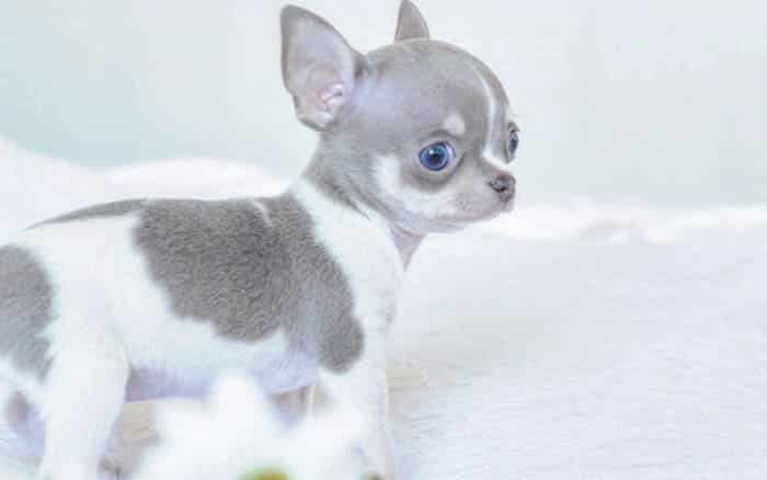 teacup-chihuahua-puppy