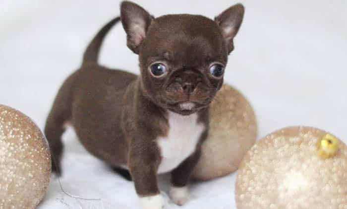 teacup-chihuahua-puppy