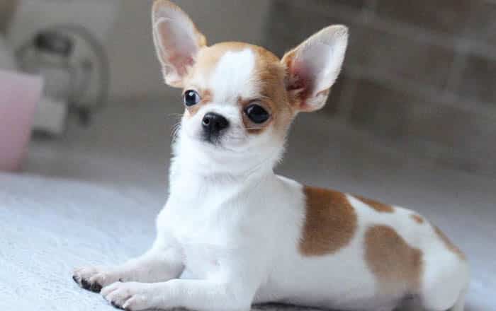 teacup-chihuahua-puppy