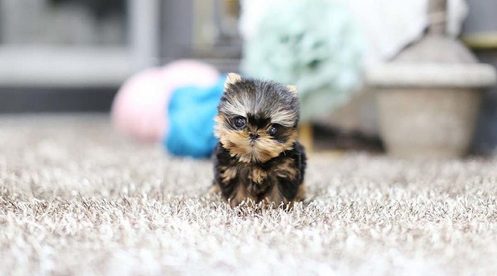 teacup-dogs-yorkie-puppy