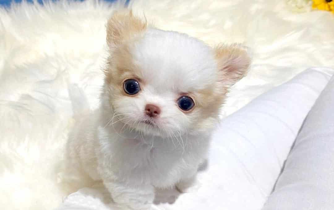 miniature-chihuahua