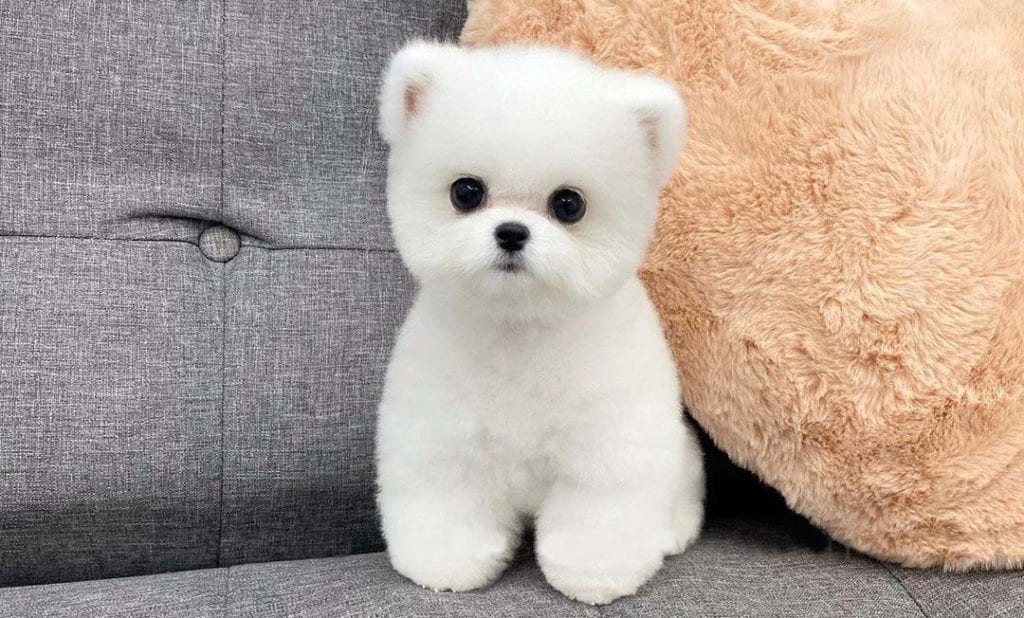 teacup-dogs-pomeranian