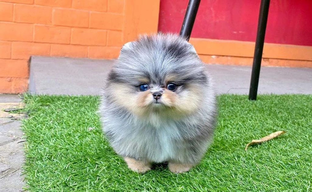 teacup-pomeranian-dogs