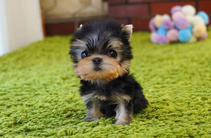 teacup-yorkie