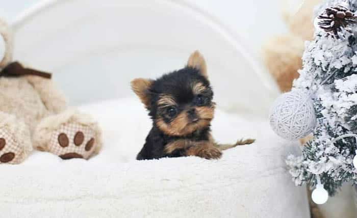 teacup-yorkie-puppy