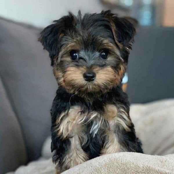 teacup-yorkie