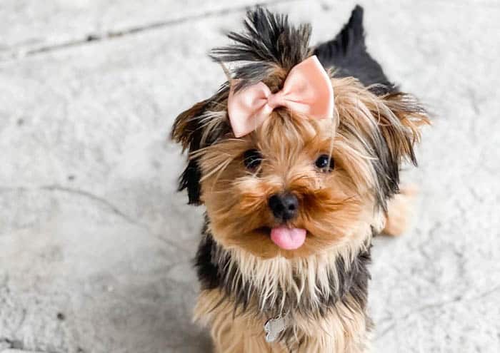 teacup-yorkie