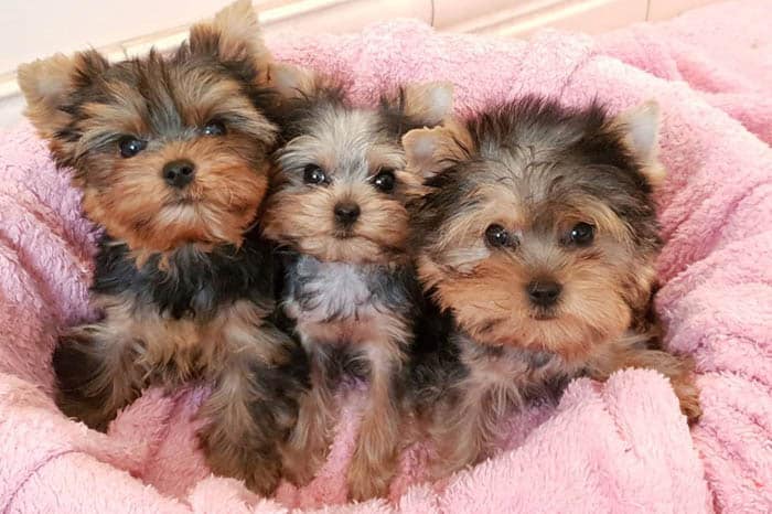 teacup-yorkie-puppy