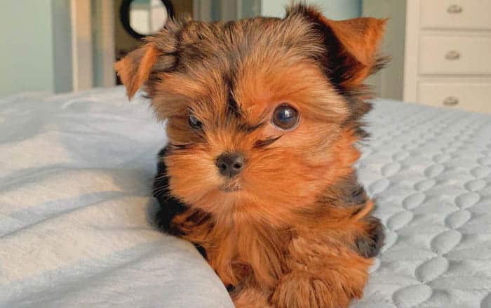 teacup-yorkie-puppy