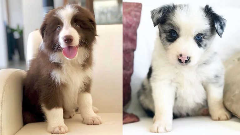 How smart is Border collie? 1 are-border-collie-smart