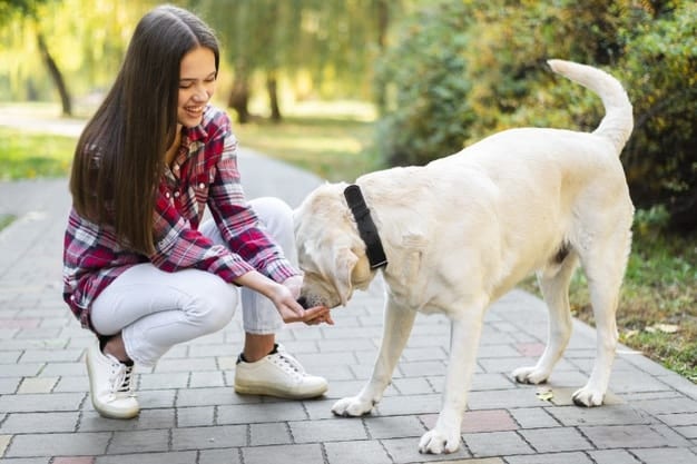 are Labrador smart