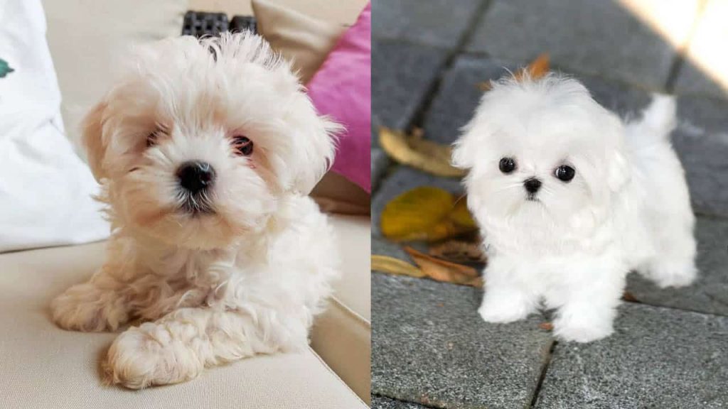 are-maltese-dogs-smart