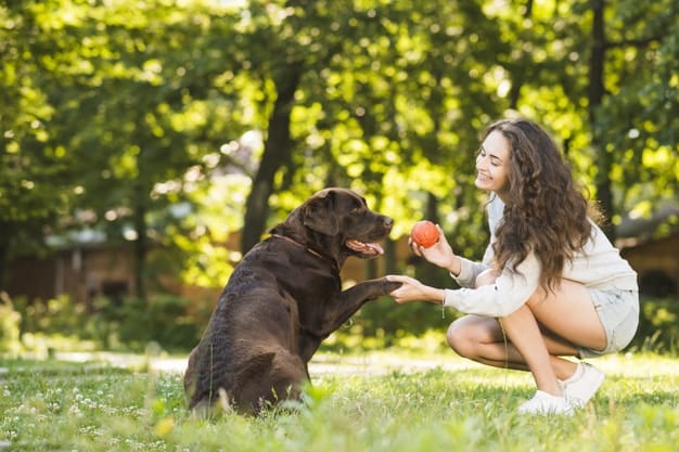 are Labrador Retriever smart