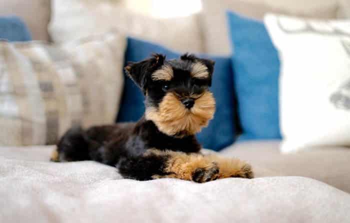 mini-schnauzer-dog