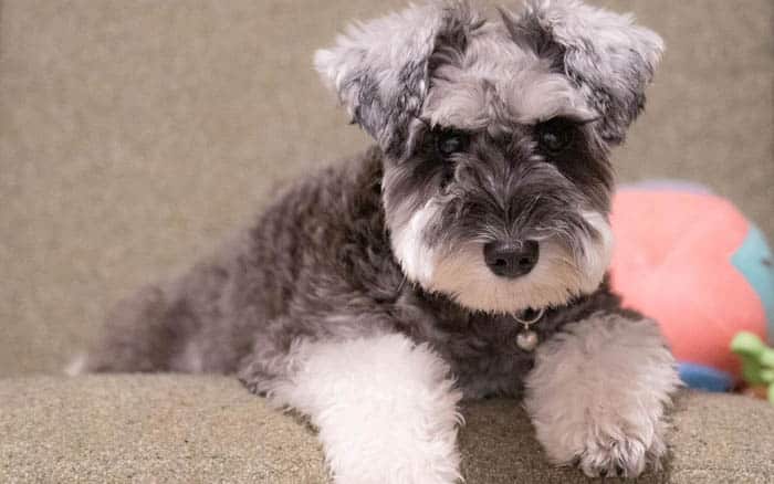 mini-schnauzer-dog