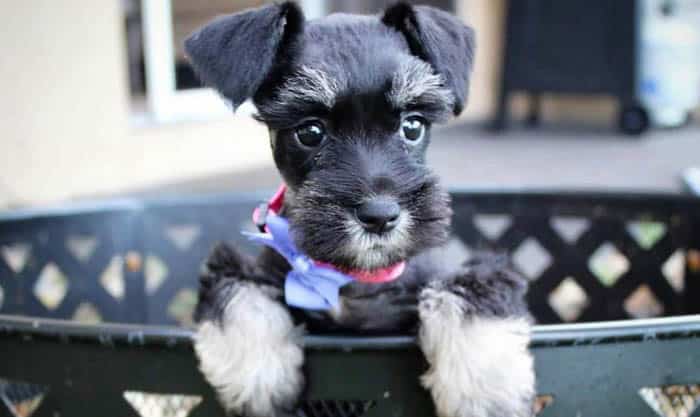 miniature-schnauzer-dog