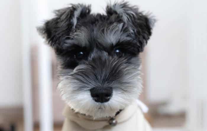 miniature-schnauzer-dog