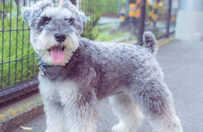 teacup-schnauzer-dog