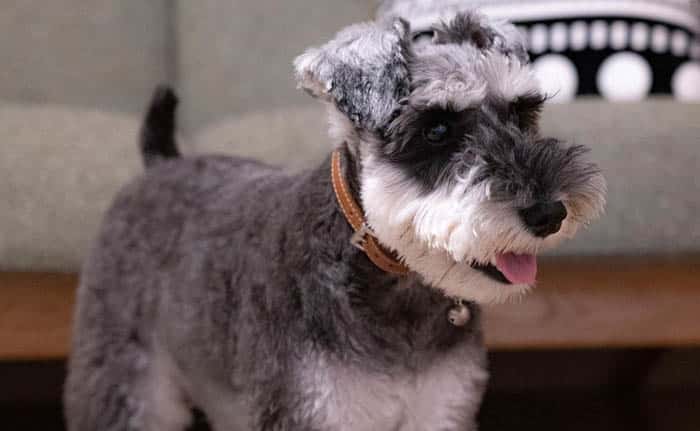 toy-schnauzer-dog