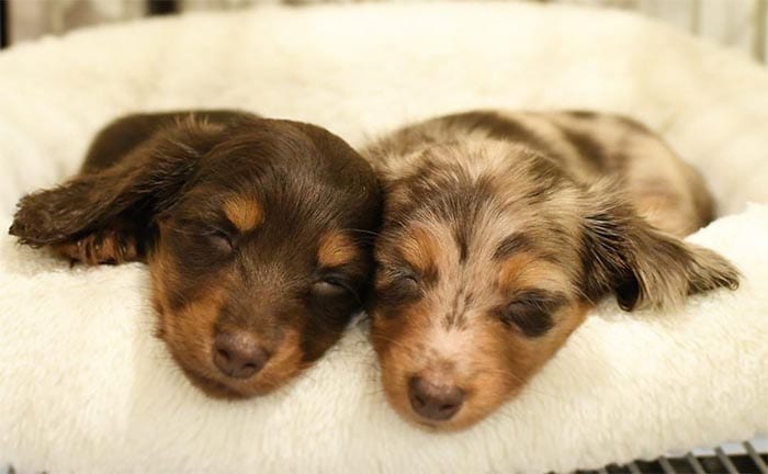 mini-dachshund-dog