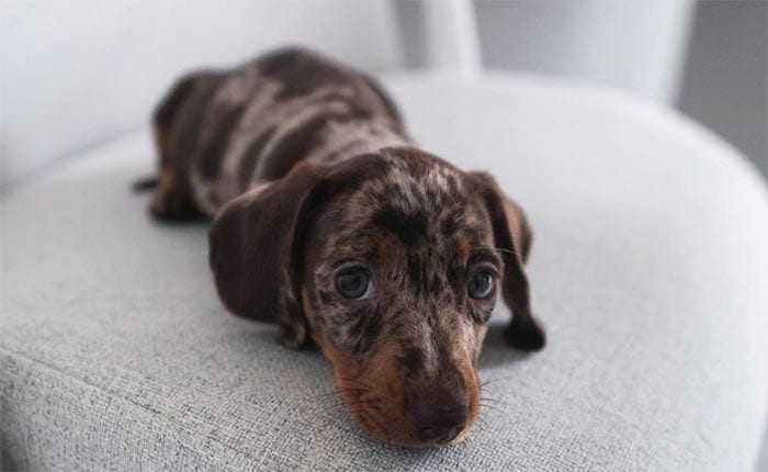 mini-dachshund-dog