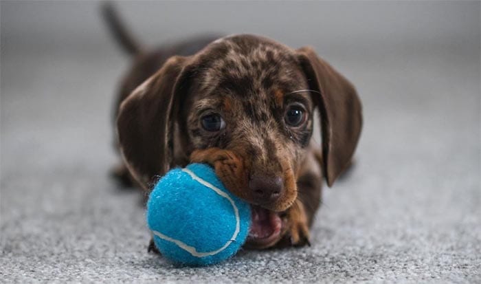 miniature-dachshund-dog