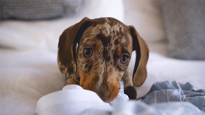 miniature-dachshund-dog