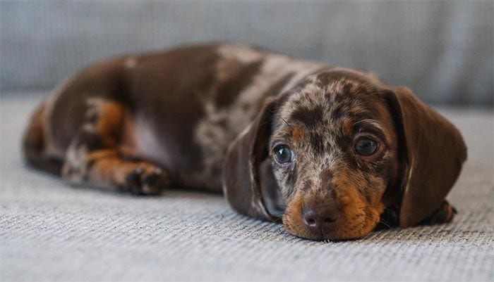 miniature-dachshund-dog