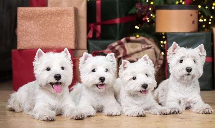 west-highland-white-terrier