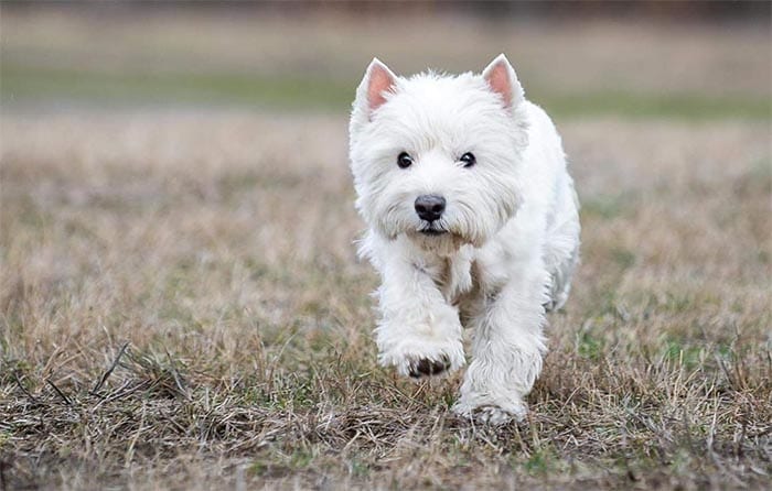 west-highland-white-terrier