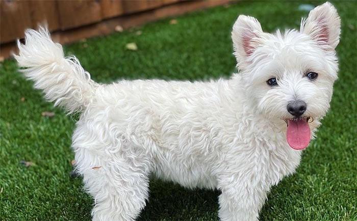 west-highland-white-terrier