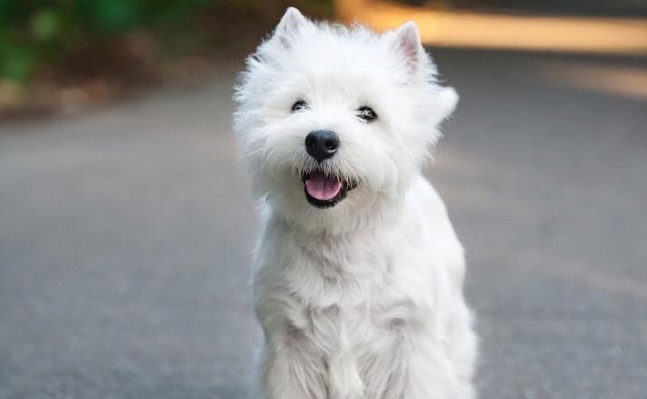 west-highland-white-terrier