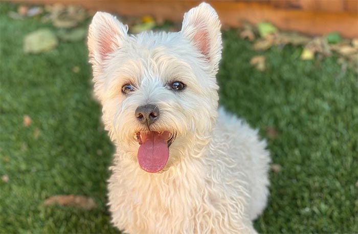 west-highland-white-terrier