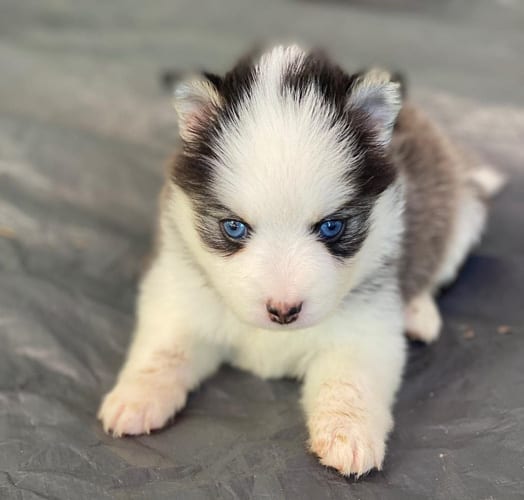 miniature-husky-dogs