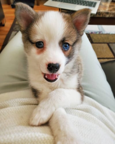 miniature-husky-dogs