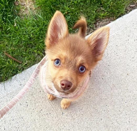 miniature-husky-dogs