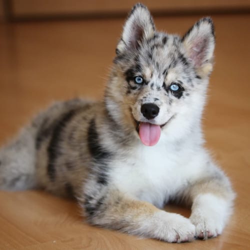 miniature-husky-dogs