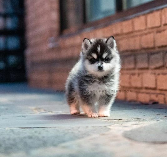 miniature-husky-dogs