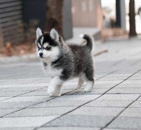 miniature-husky-dogs